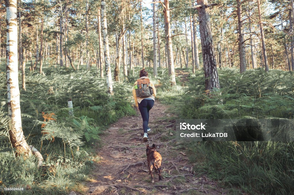 No better adventure buddy Rear view of an unrecognizable woman exploring the woods along with her dog companion. They're following the path into the deep forest. Hiking Stock Photo