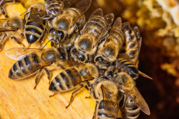 istock Bees on a honeycomb. Bees in the hive 1265024810