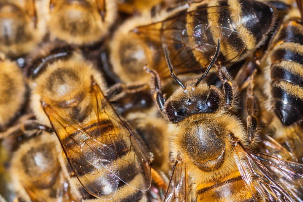 istock Bees on a honeycomb. Bees in the hive 1265024873