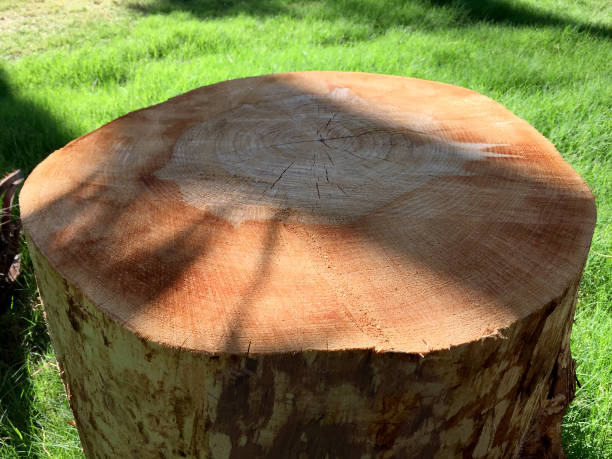 Coffee table from tree stump in the garden