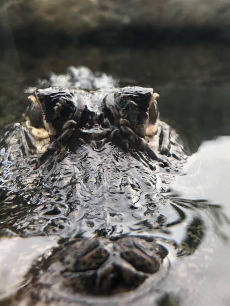 istock Close up of baby alligator 1265026657