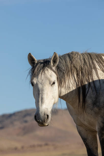 istock Wild Horse Stallion in the Utah Desert 1265026749