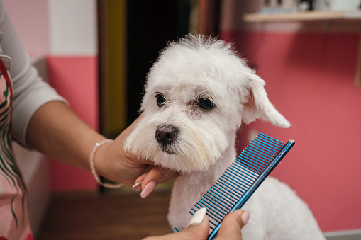 Woman is combing Maltese dog with comb in the grooming salon.
