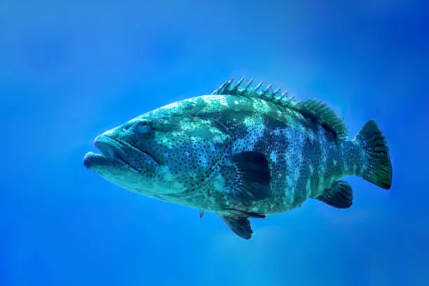 Giant grouper fish, epinephelus itajara, a saltwater fish that is critically endangered in the wild. Found mainly in shallow tropical coral reefs.