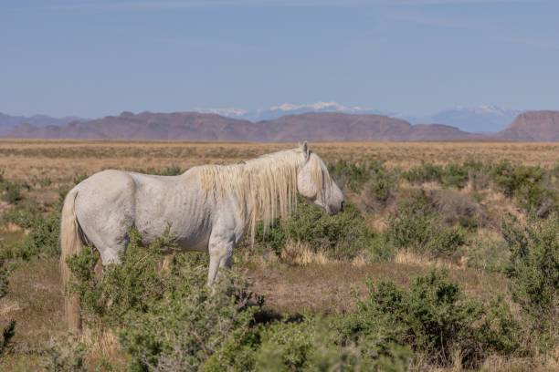 garanhão de cavalo selvagem no deserto de utah - 5412 - fotografias e filmes do acervo