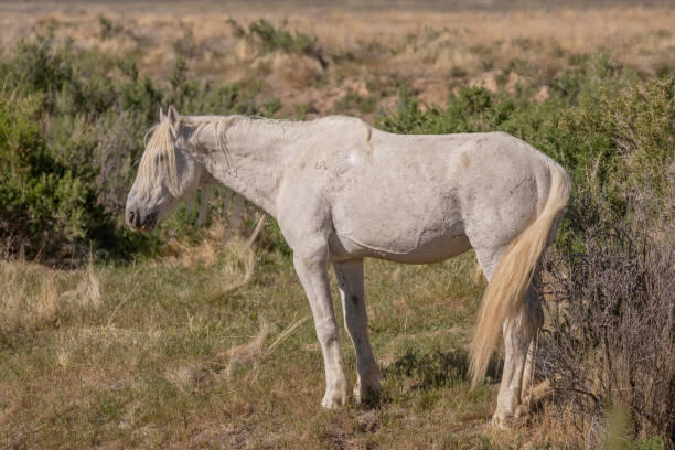 semental de caballo salvaje en el desierto de utah - 5415 fotografías e imágenes de stock