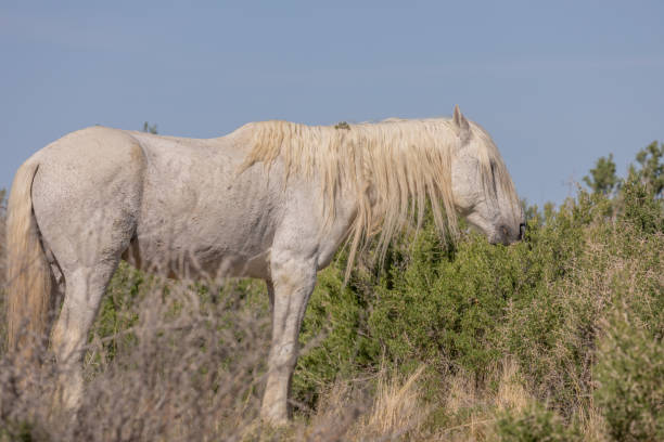 garanhão de cavalo selvagem no deserto de utah - 5416 - fotografias e filmes do acervo