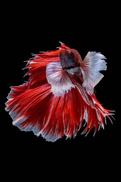 istock Beautiful moving moment of red white Half Moon (elephant ear). Betta Splendens or Siamese Fighting Fish isolated on black background. Very popular fish in Thailand. Closed up macro shot. 1265029110