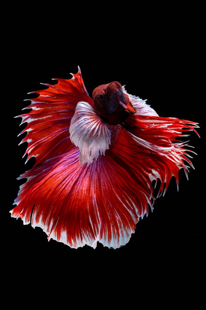 istock Beautiful moving moment of red white Half Moon (elephant ear). Betta Splendens or Siamese Fighting Fish isolated on black background. Very popular fish in Thailand. Closed up macro shot. 1265029137