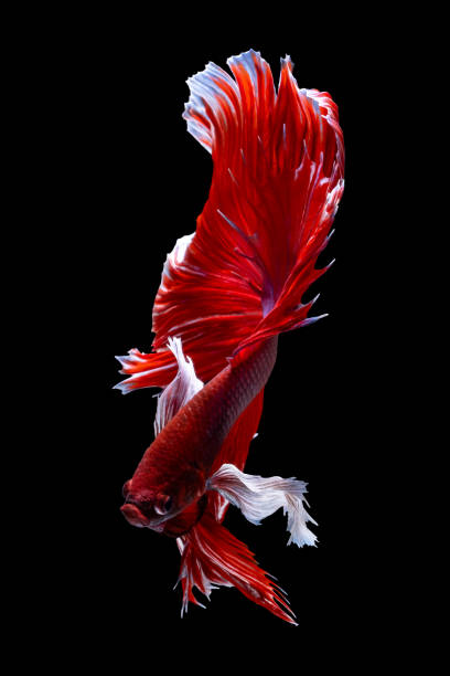 istock Beautiful moving moment of red white Half Moon (elephant ear). Betta Splendens or Siamese Fighting Fish isolated on black background. Very popular fish in Thailand. Closed up macro shot. 1265029139