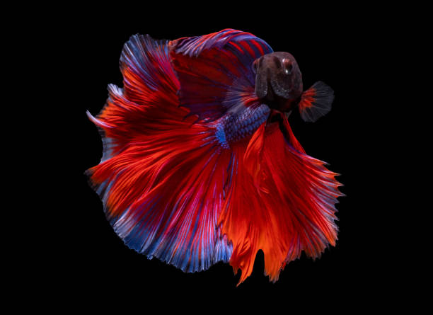 istock Beautiful moving moment of red blue Half Moon. Betta Splendens or Siamese Fighting Fish isolated on black background. Very popular fish in Thailand. Closed up macro shot. 1265029143