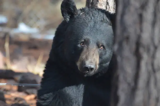 Black bear with his face leaning beside a tree.