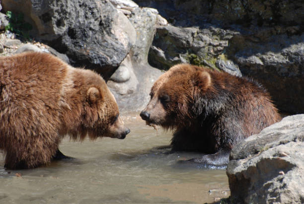 istock Grizzly Bear playing in the water. 1265030338