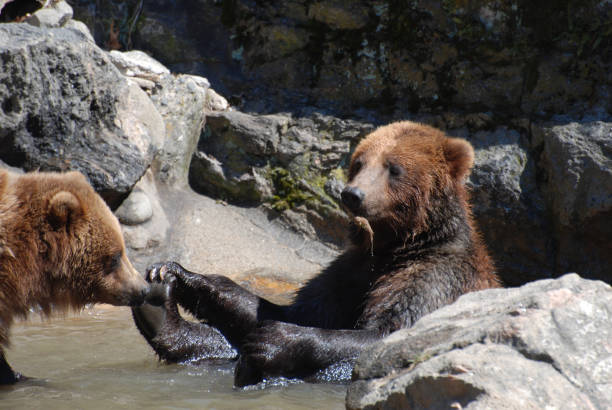 istock Grizzly Bear playing in the water. 1265030368
