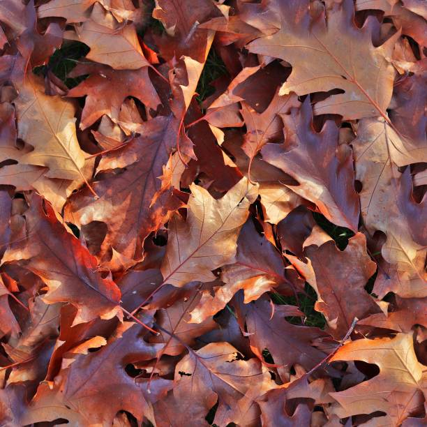 istock Photo realistic seamless texture patterns of autumn leaves on a forest ground 1265030792