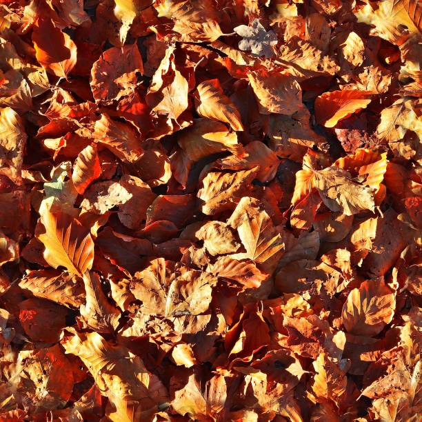 istock Photo realistic seamless texture patterns of autumn leaves on a forest ground 1265030886