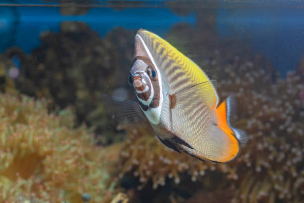 istock Marine fishes with beautiful corals 1265031007
