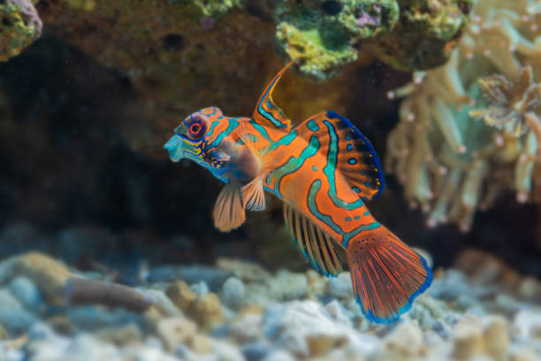 istock Marine fishes with beautiful corals 1265031014
