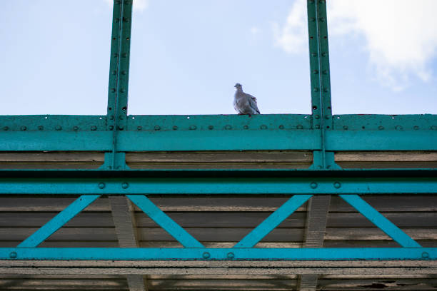 istock Eurasian collared dove sits on a old blue industrial building 1265031652