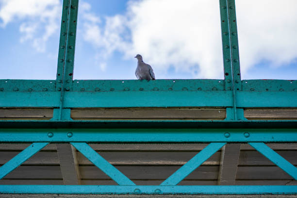 Eurasian collared dove sits on a old blue industrial building