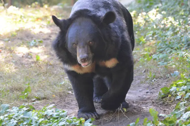 Lumbering sun bear with a very sweet face and expression.