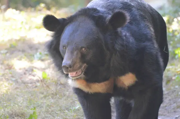 Really cute face of a honey bear ambling along.
