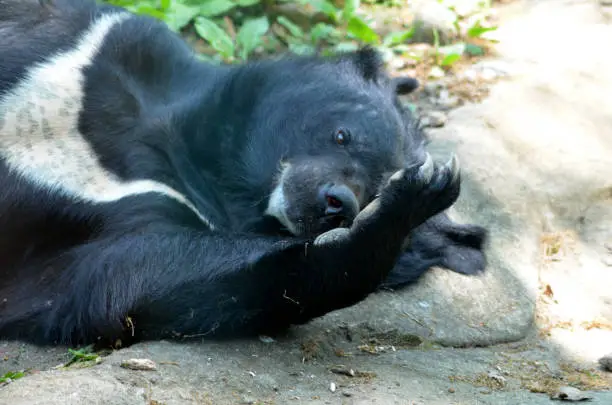Sun bear with a large paw with claws scratching his nose.