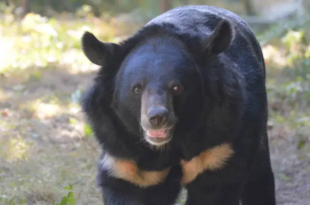 Beautiful place of a Malayan sun bear with a gorgeous expression.