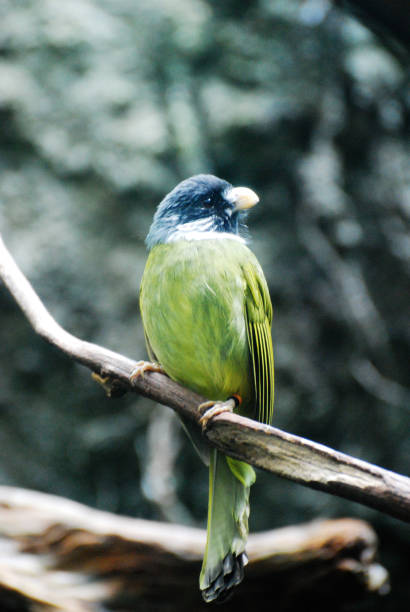 istock Collared Finch Billed Bulbul Bird 1265033420
