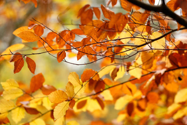istock Beautiful autumnal background with beech foliage 1265033674