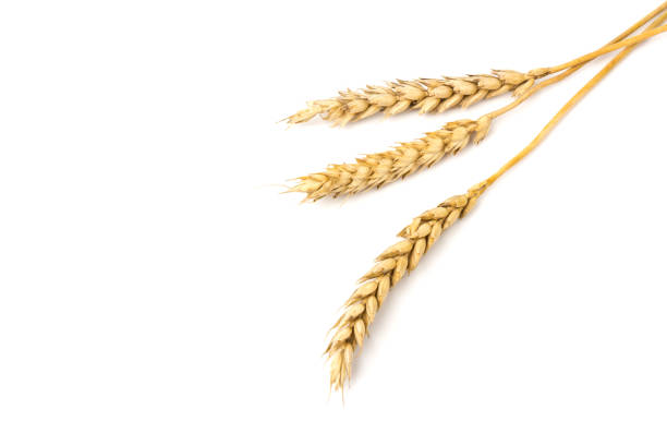istock Spikelets of golden wheat,  isolated on white background 1265034138