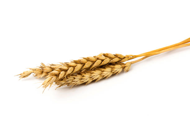 istock Spikelets of golden wheat,  isolated on white background 1265034149