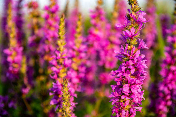 istock purple meadow flowers background 1265034308