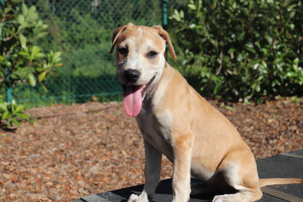 istock Dog relaxing at a dog park 1265035837
