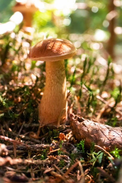 istock Close-up mushroom in autumn forest, vertical. Macro 1265036507