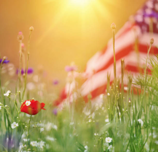 Wildflower garden with Patriotic American Flag