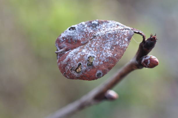 istock Morning hoarfrost on a lonely leaf. Close-up. 1265036959