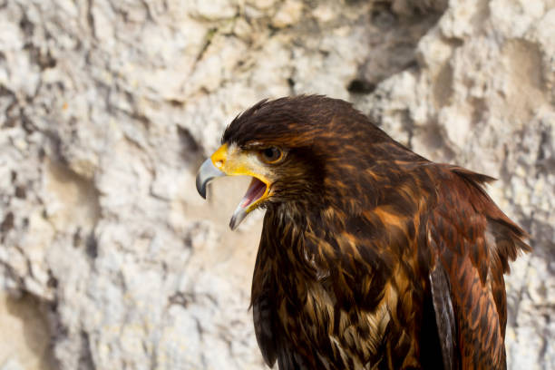 Harris's hawk portrait in the wild, looking threatening and giving its call