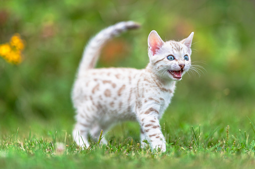 Anak Kucing Snow Bengal Putih Di Luar Ruangan Berjalan Di Rumput Foto