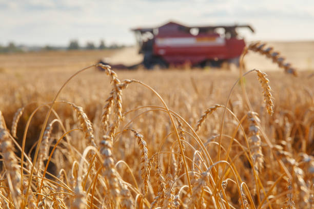 istock Combine harvester removes wheat in the field. 1265037896