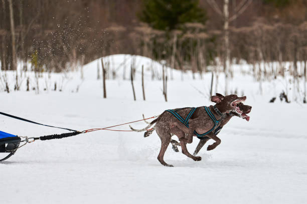 istock Winter sled dog racing 1265037951