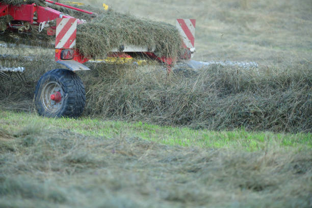 istock An agricultural machine spears hay on a meadow after drying in summer 1265038583
