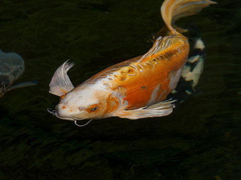 Koi fish swimming in a pond. Oregon.