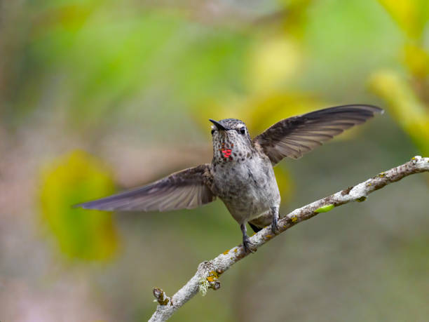 istock Hummingbird Starting to Fly Oregon Wild Bird 1265038828