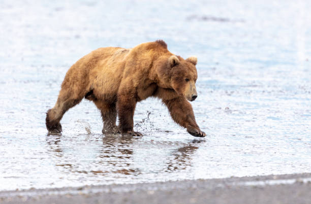 istock Splashing in the mud, a brown bear walks low tide 1265040345