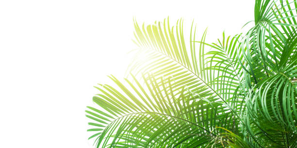 abstract green leaf texture, nature background, tropical leaf Concept texture leaves abstract green nature background tropical leaves coconut isolated on white background frond photos stock pictures, royalty-free photos & images