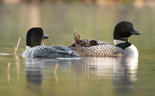 istock Common Loon in Maine 1265040602