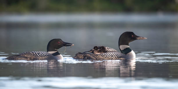 istock Common Loon in Maine 1265040658