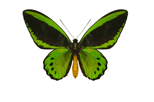 Butterfly Specimen