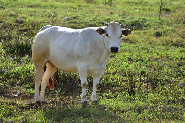 istock Ligurian cows and horses. 1265042686